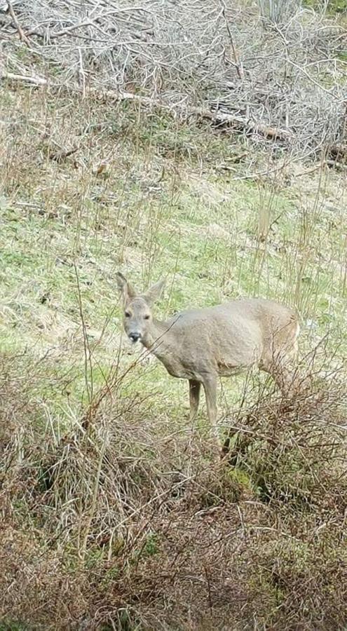 Ferienwohungen Im Kuchersbach Hornberg Bagian luar foto