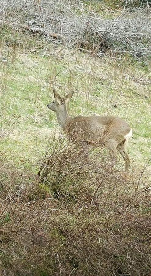 Ferienwohungen Im Kuchersbach Hornberg Bagian luar foto