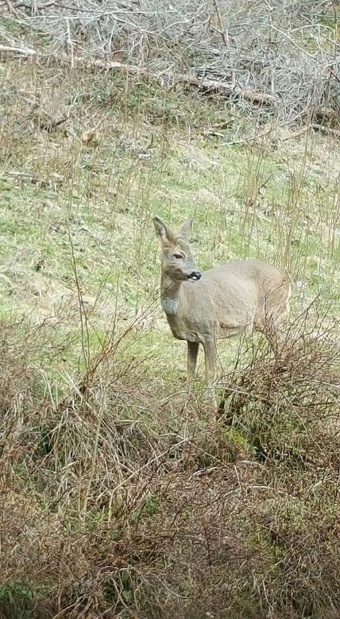 Ferienwohungen Im Kuchersbach Hornberg Bagian luar foto
